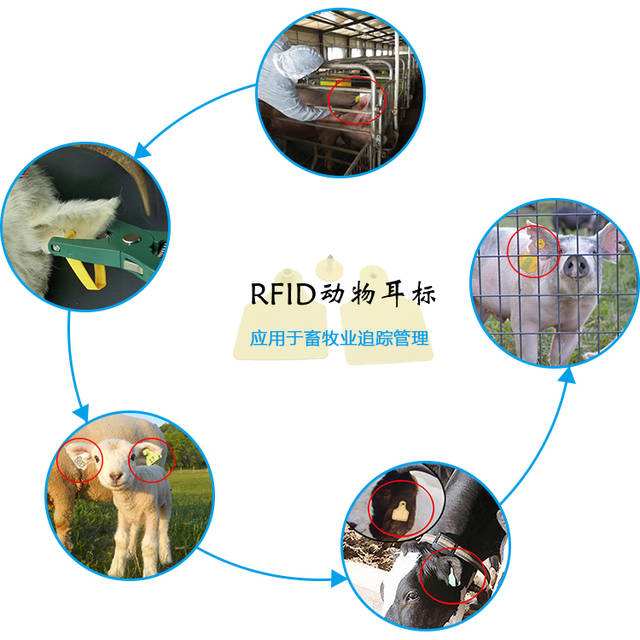 RFID畜牧管理提供了科学的管理模式